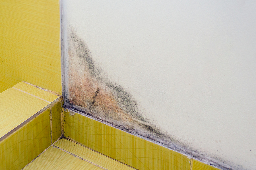 How to Stop Mold from Growing in Your Bathroom